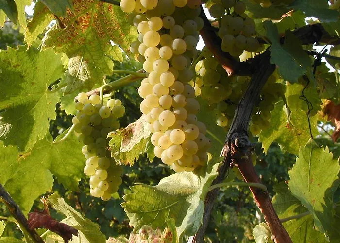 Montevecchio Isolani Lantgård Monte San Pietro