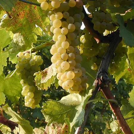 Montevecchio Isolani مزرعة للإقامة Monte San Pietro