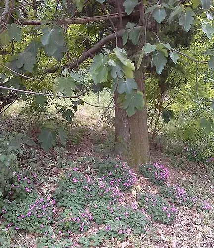 Montevecchio Isolani בית חווה Monte San Pietro